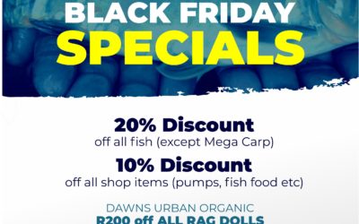 Black Friday Specials